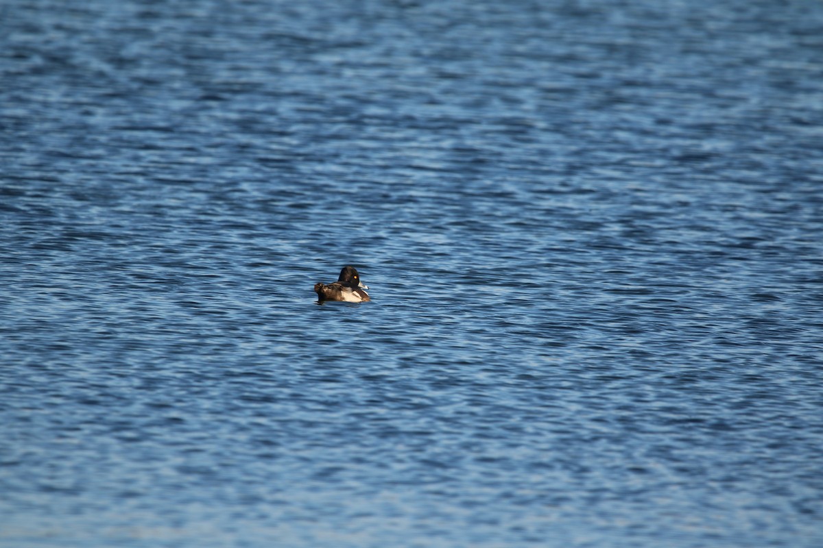 Ring-necked Duck - ML645531137