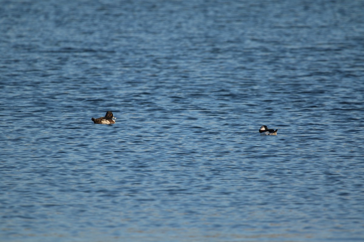 Ring-necked Duck - ML645531138