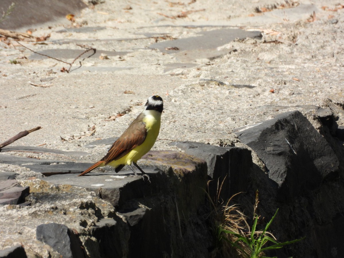 Social Flycatcher - ML645531139