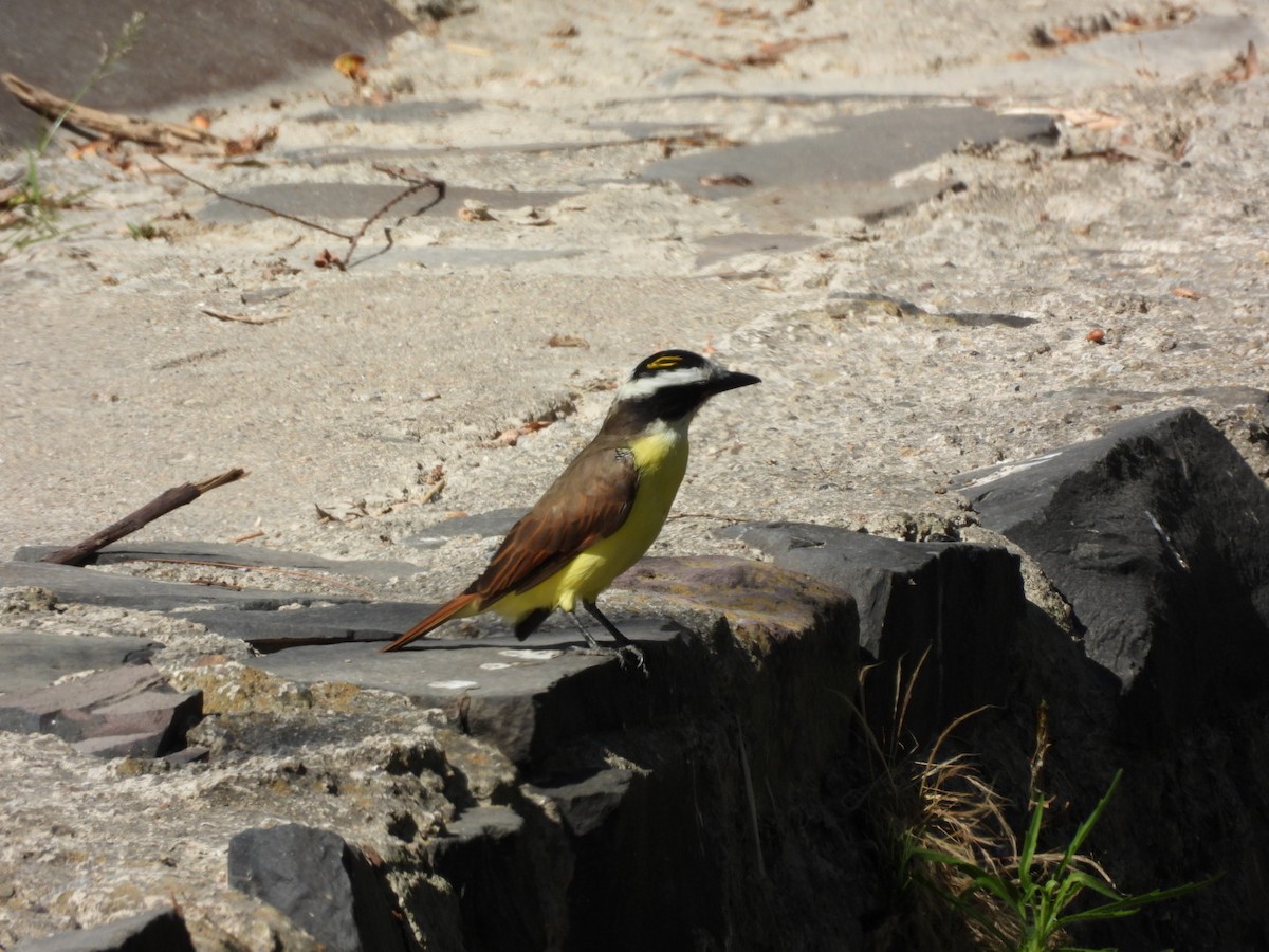 Social Flycatcher - ML645531140