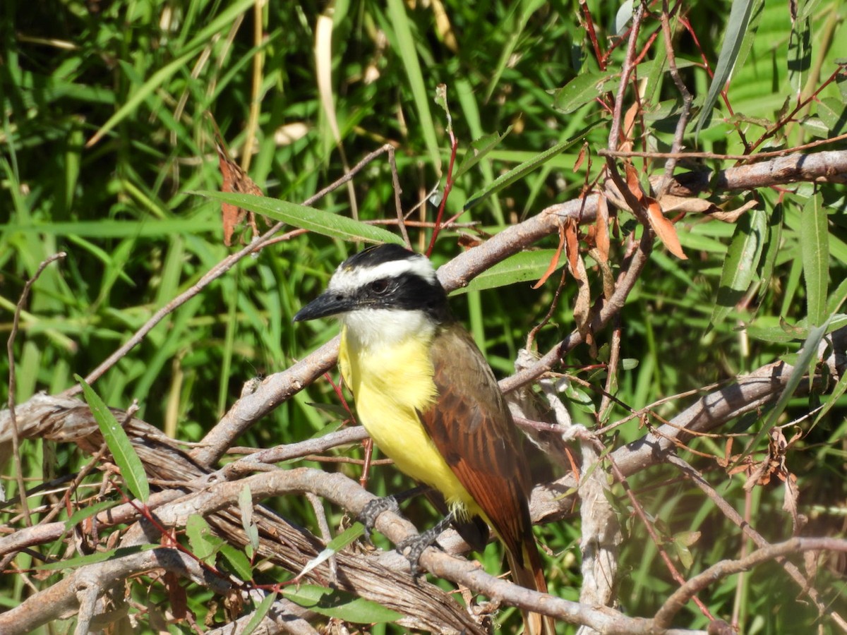 Great Kiskadee - ML645531141