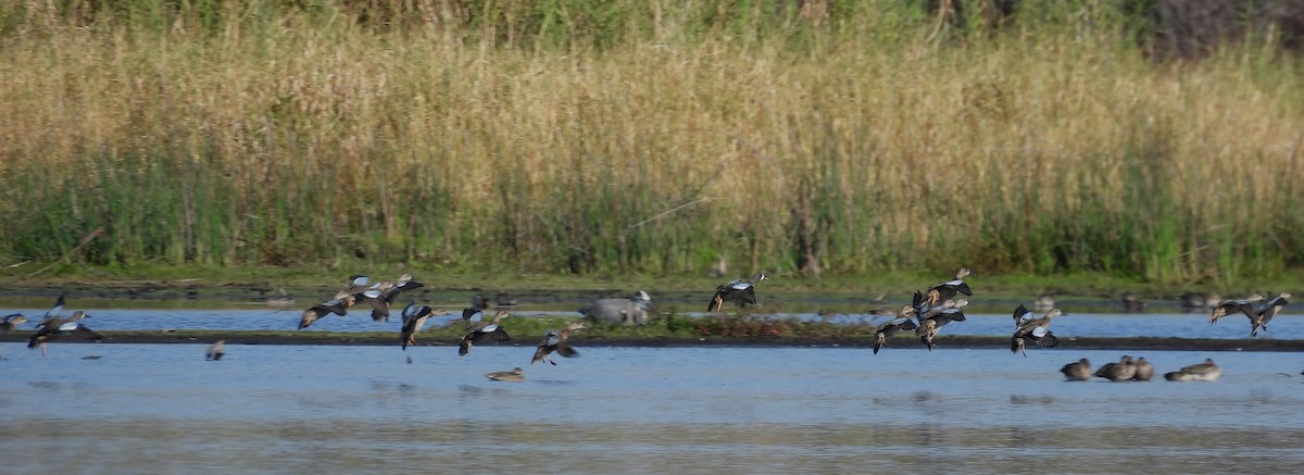 Blue-winged Teal - ML645531142