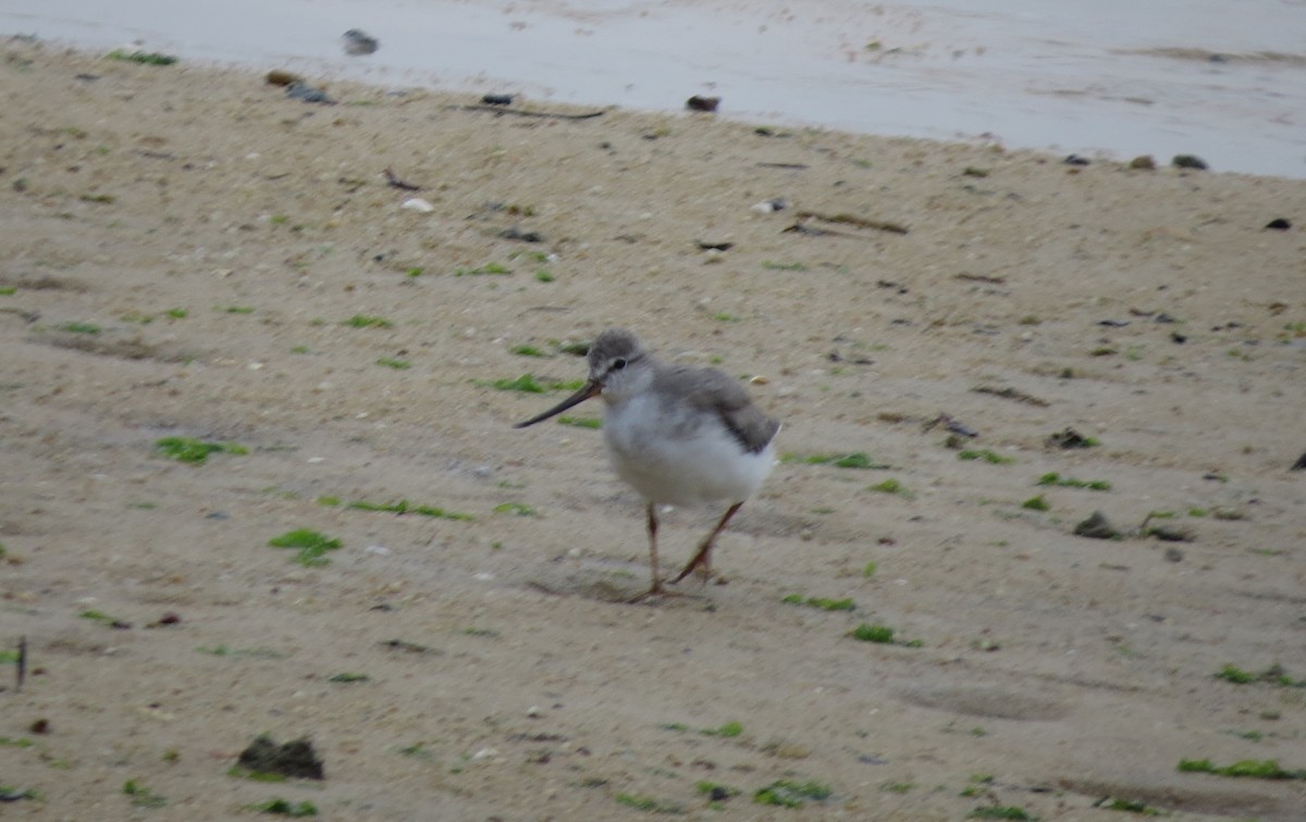 Terek Sandpiper - ML645531143