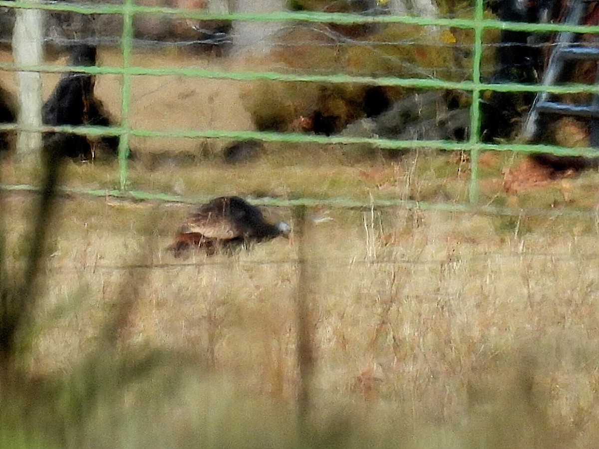 Wild Turkey - ML645531144