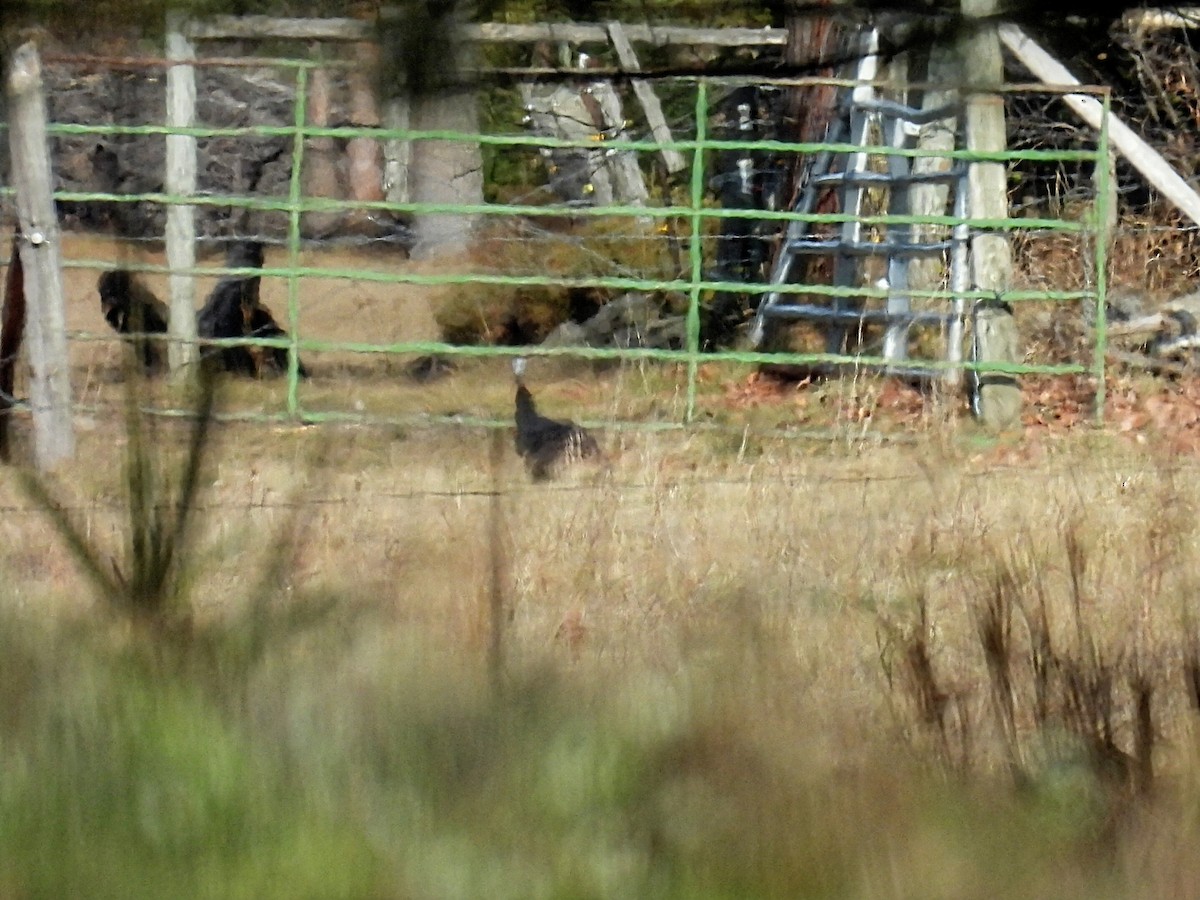 Wild Turkey - ML645531145