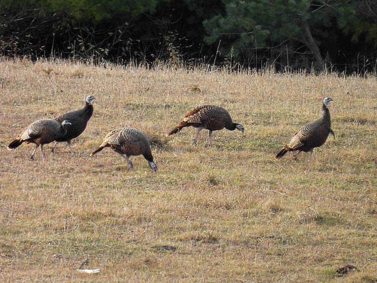 Wild Turkey - ML645531146