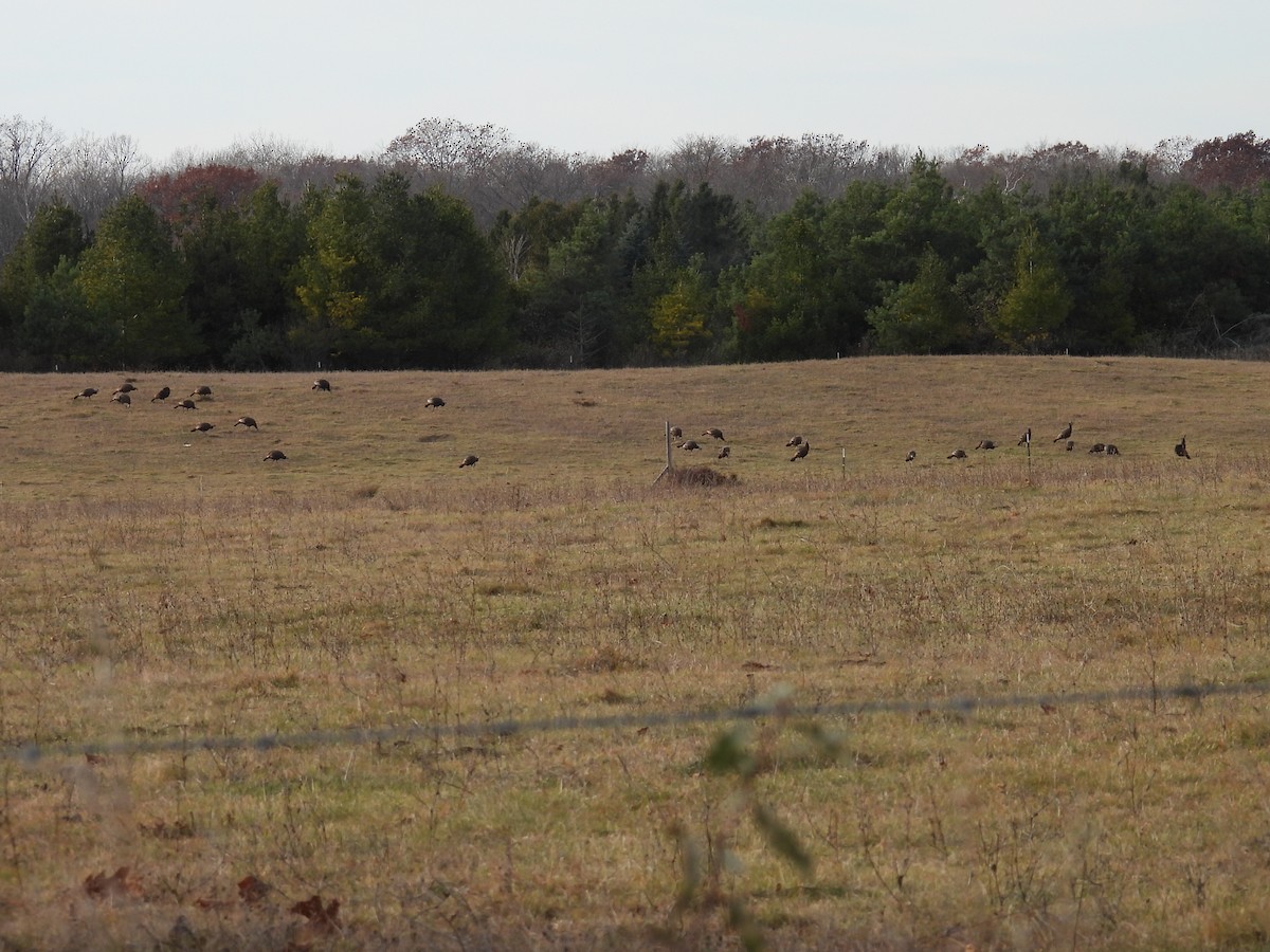 Wild Turkey - ML645531147