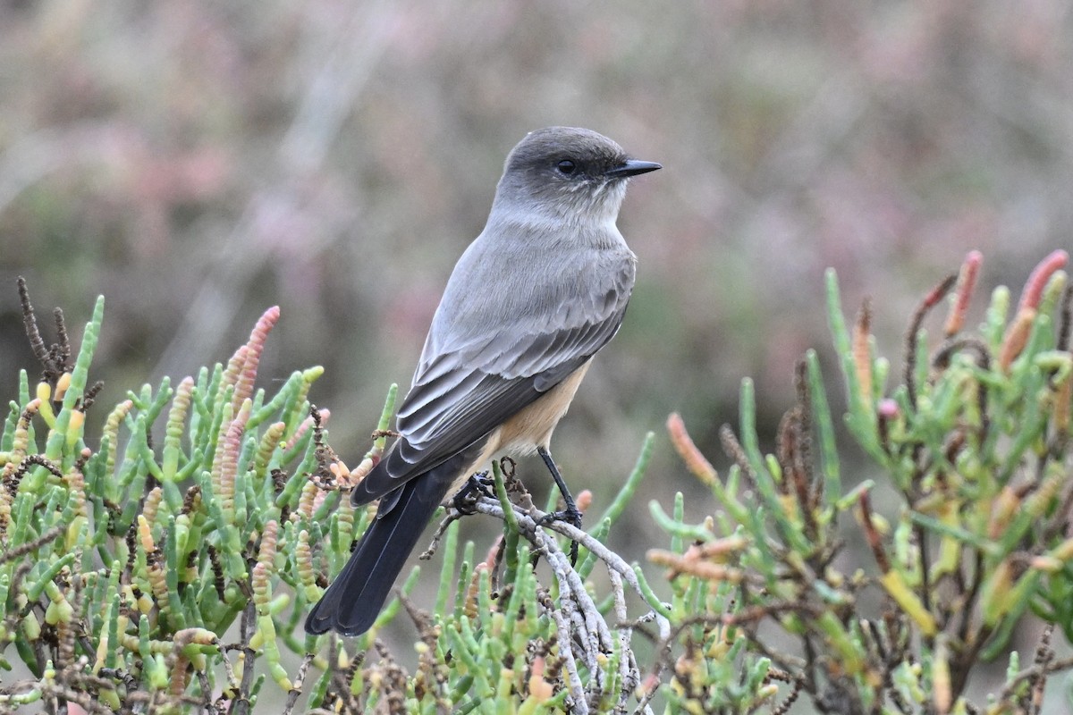 Say's Phoebe - ML645531148