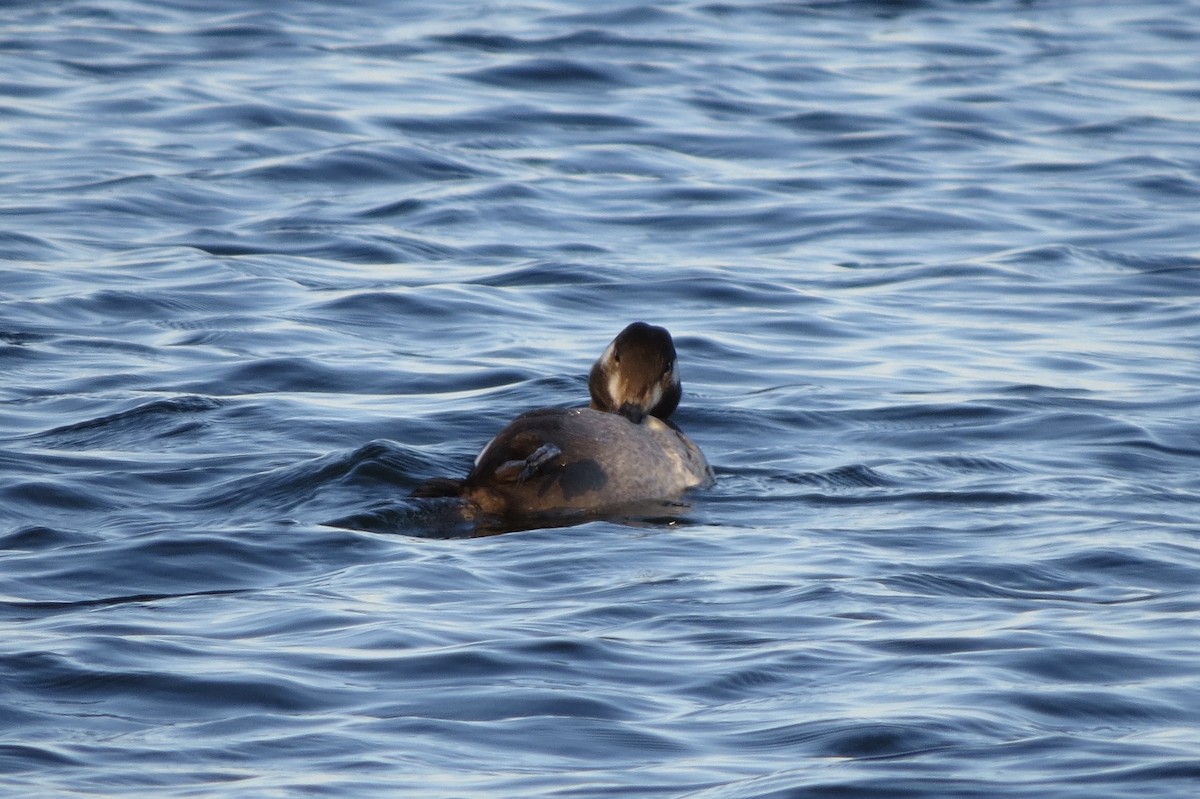 White-winged Scoter - ML645531155