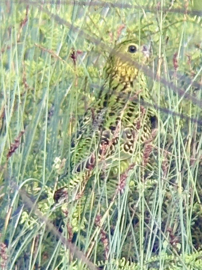 Ground Parrot - ML645531156