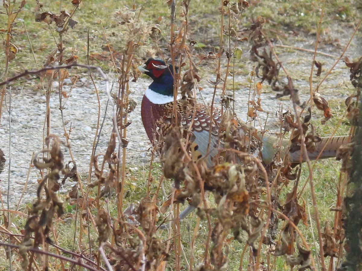 Ring-necked Pheasant - ML645531159
