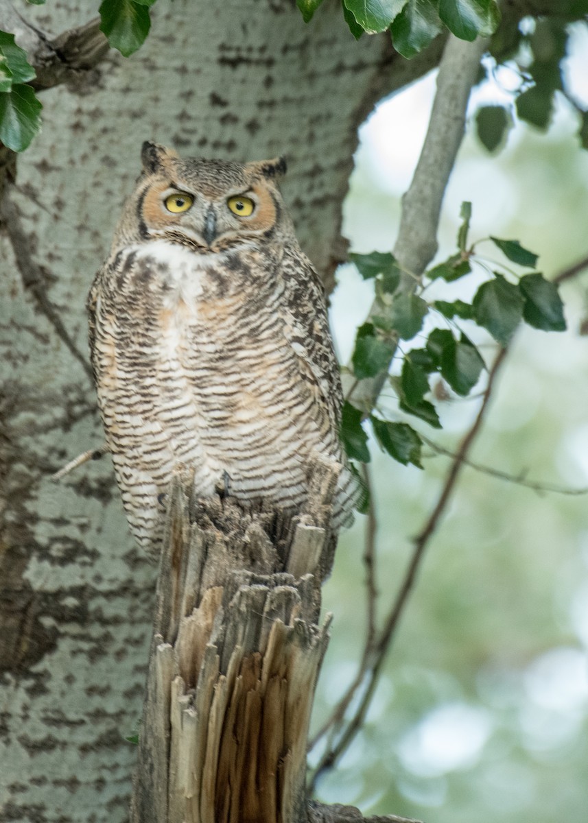 Great Horned Owl - ML645531160