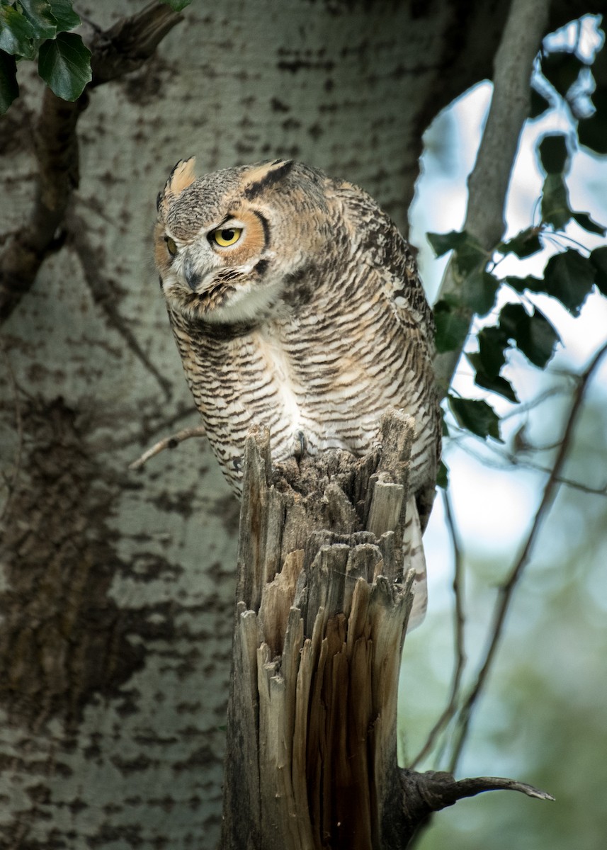 Great Horned Owl - ML645531161