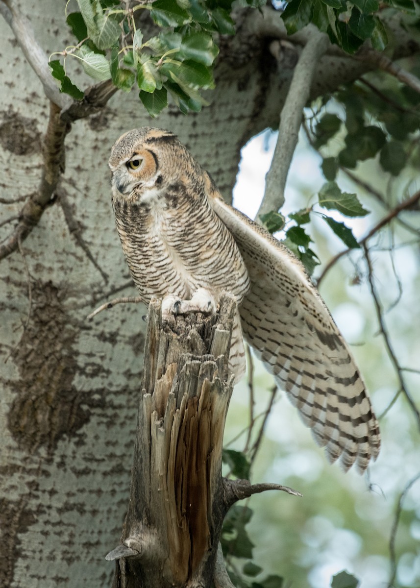 Great Horned Owl - ML645531162