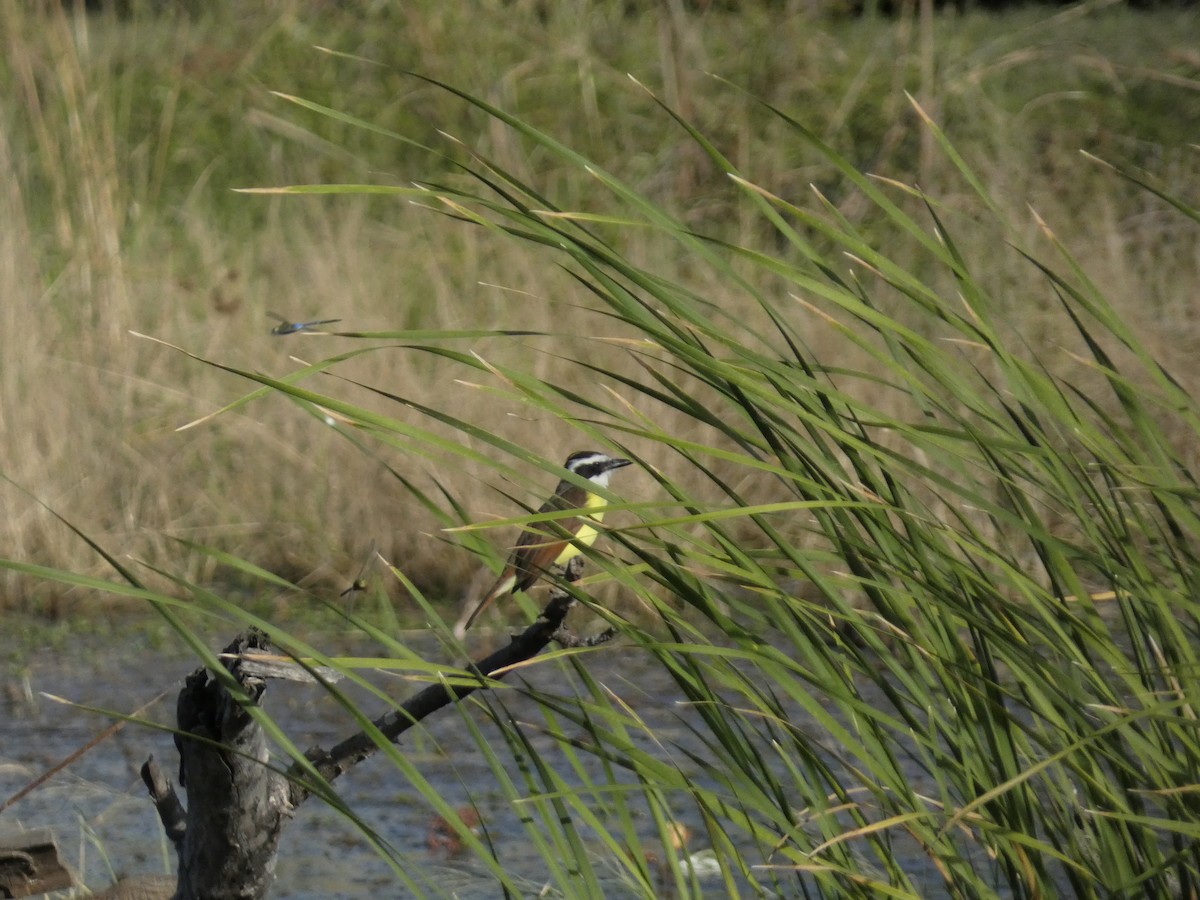 Great Kiskadee - ML645531163