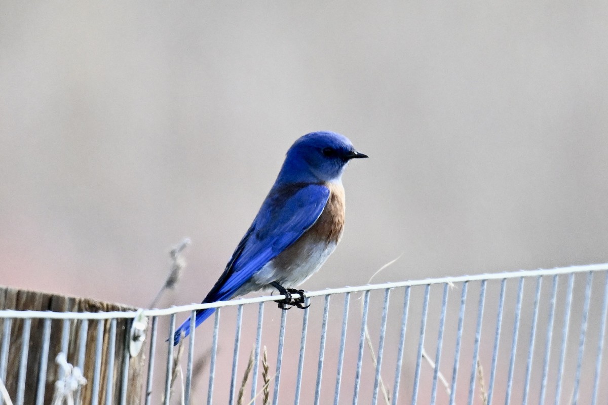 Western Bluebird - ML645531164