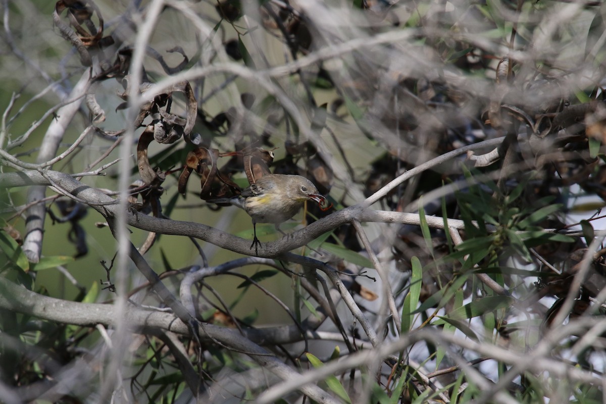 Yellow-rumped Warbler - ML645531165