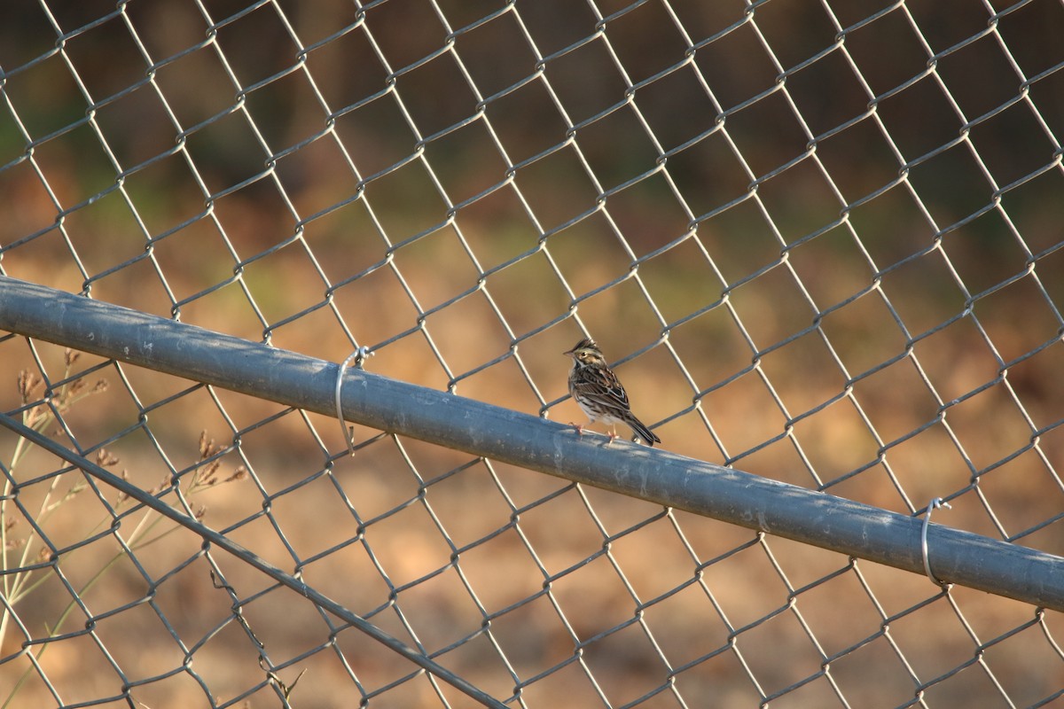 Savannah Sparrow - ML645531166