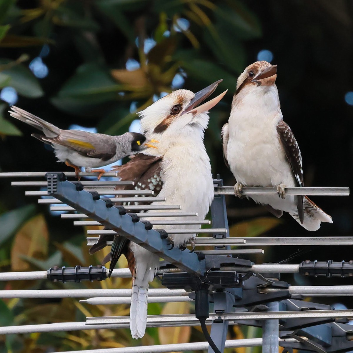 Laughing Kookaburra - ML645531167
