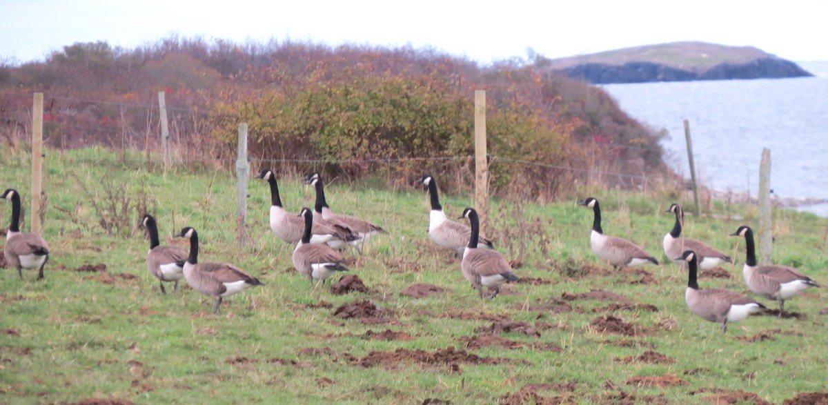Canada Goose - ML645531168