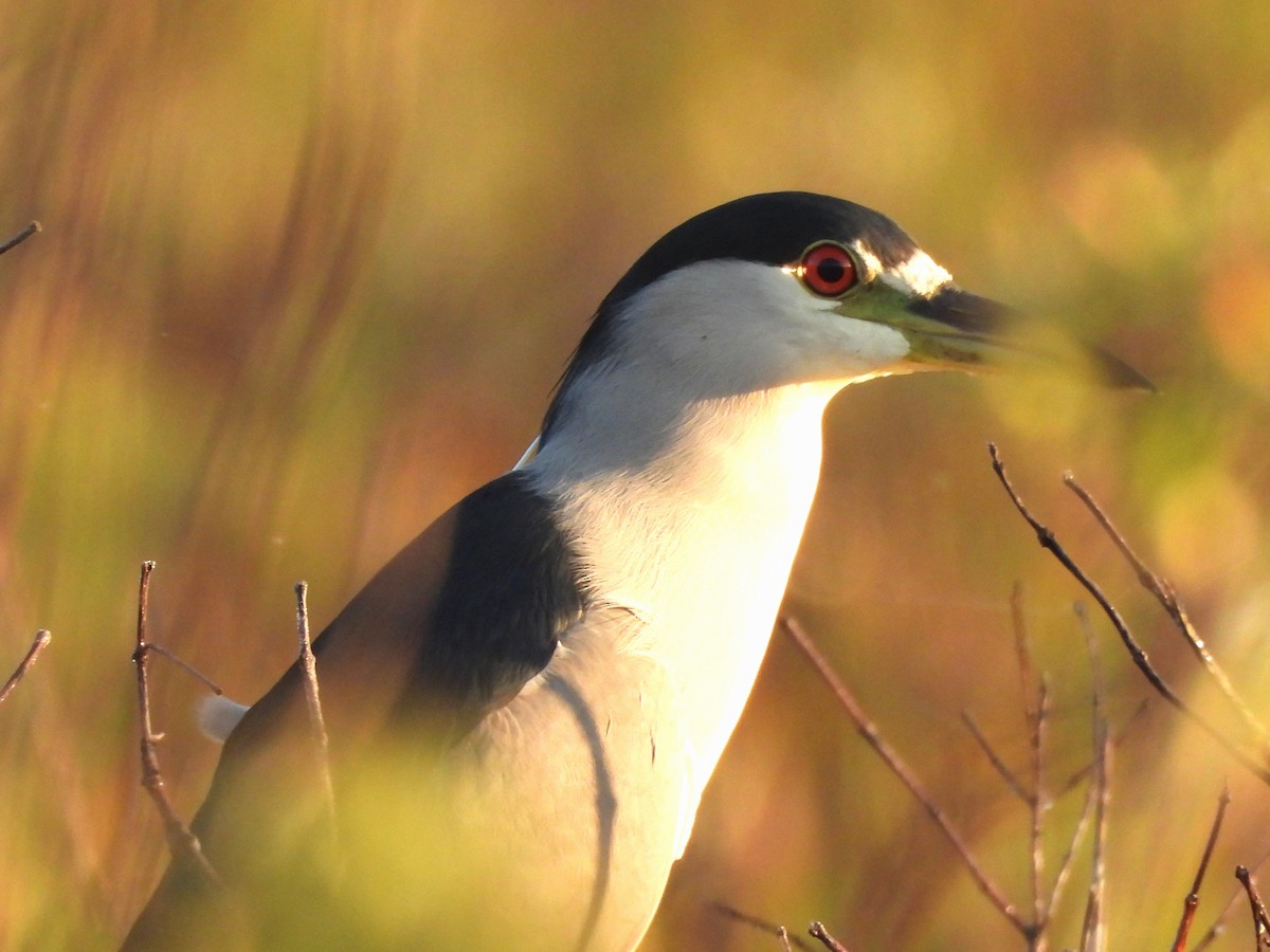 Black-crowned Night Heron - ML645531169