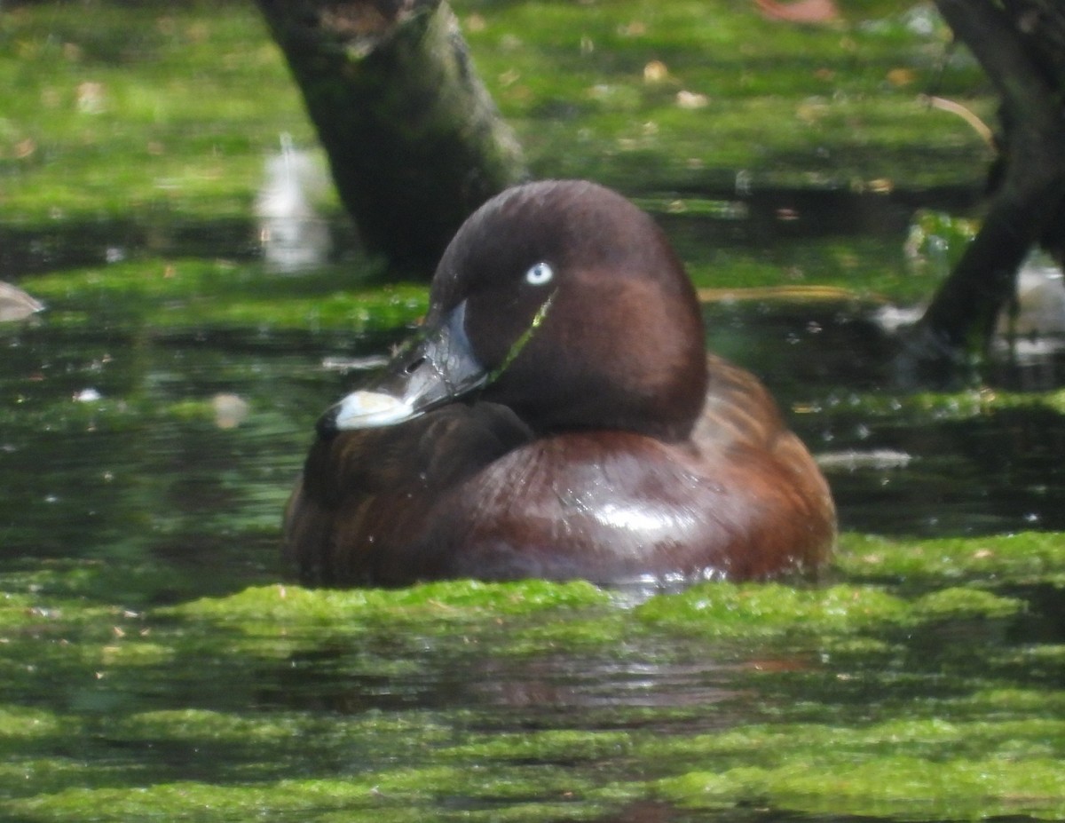 Hardhead - ML645531170