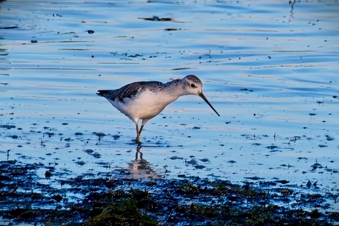 Marsh Sandpiper - ML645531171