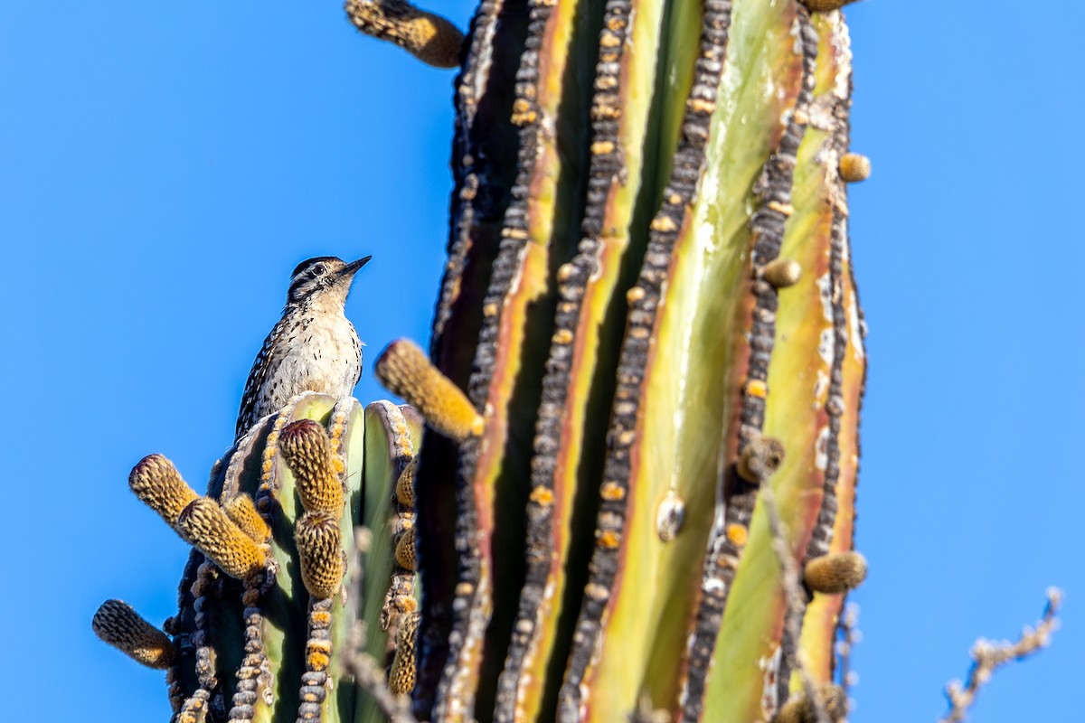Ladder-backed Woodpecker - ML645531172