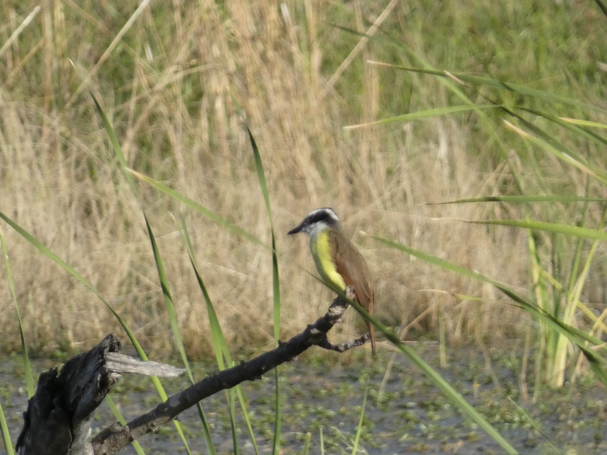 Great Kiskadee - ML645531176