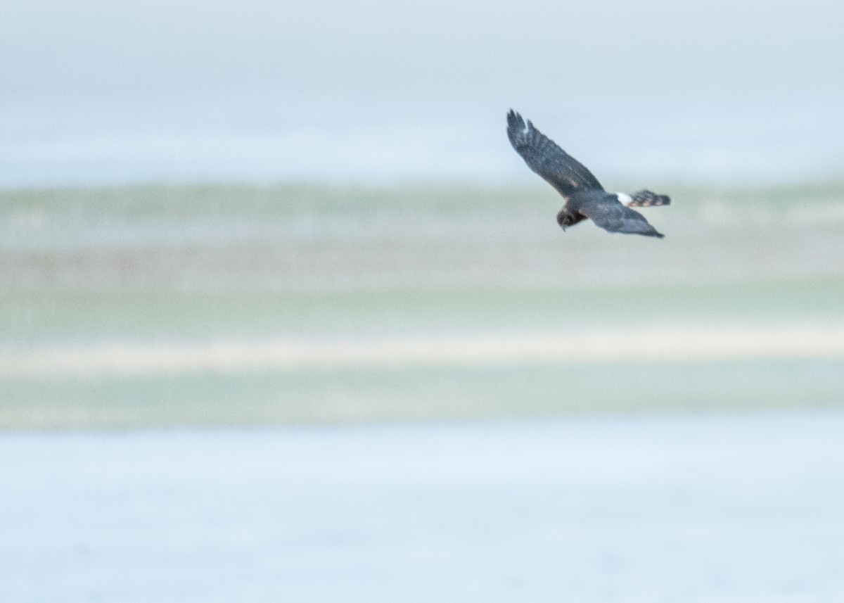 זרון אמריקני - ML645531179