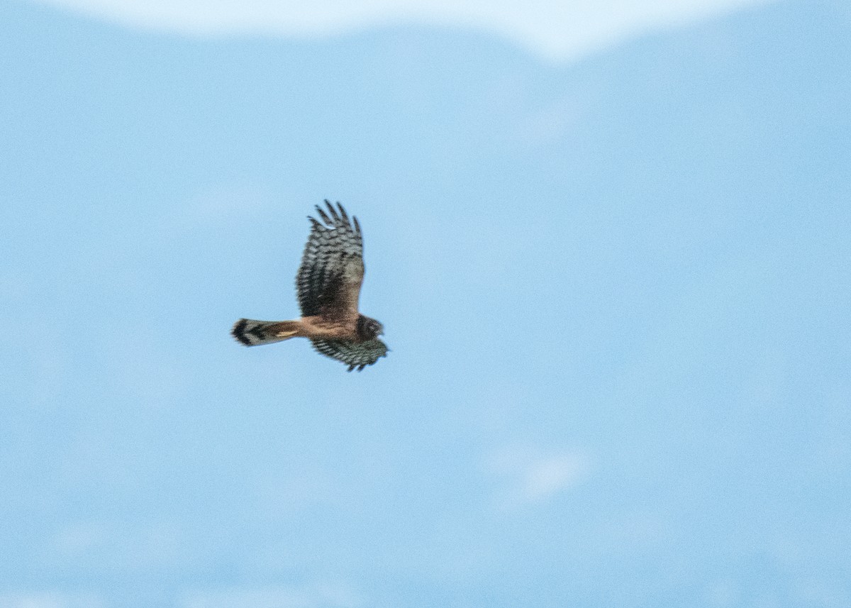 זרון אמריקני - ML645531180
