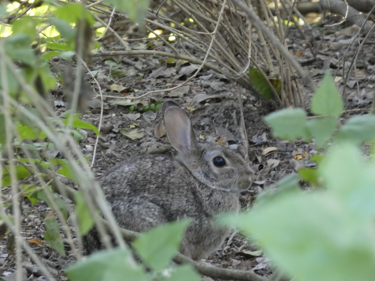 Animals - ML645531183