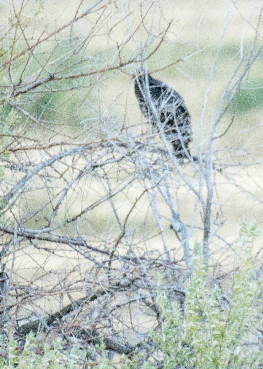 Turkey Vulture - ML645531188