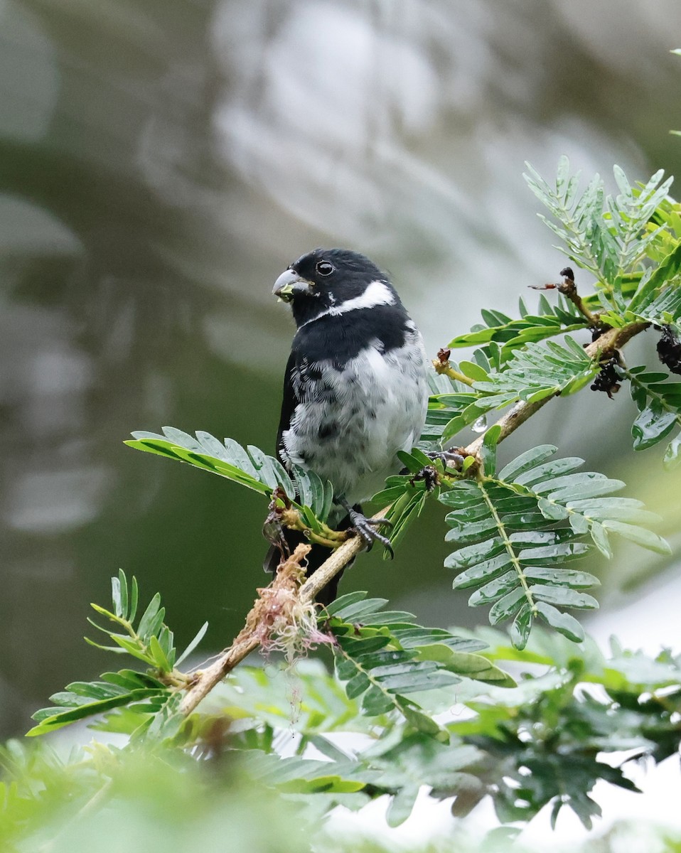 Variable Seedeater - ML645531191