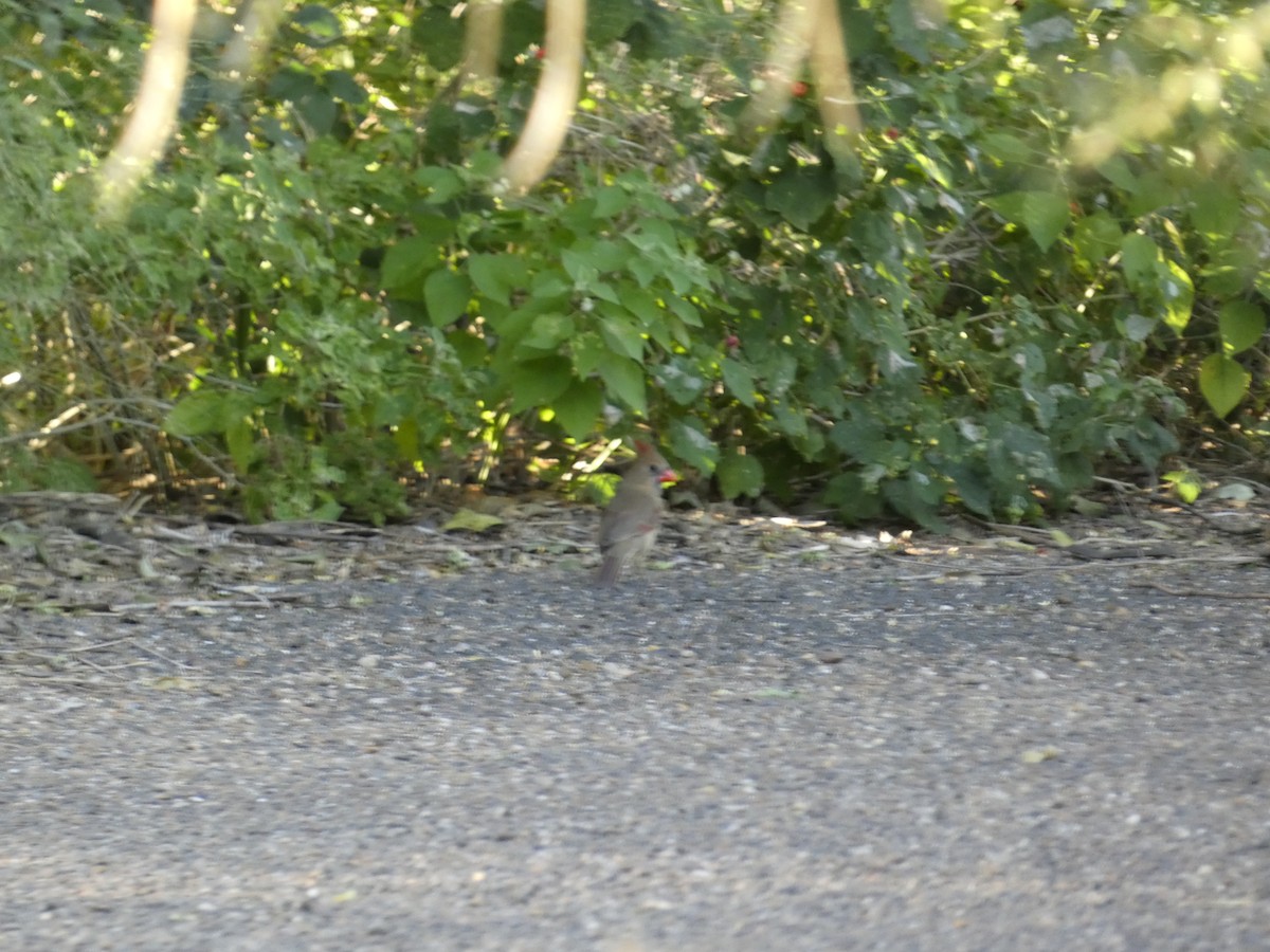 Cardinal rouge - ML645531192