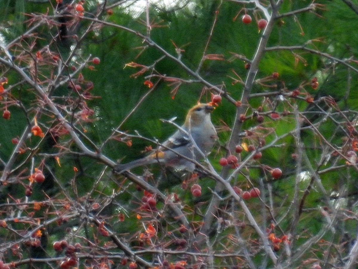 Смеречник тайговий - ML645531195