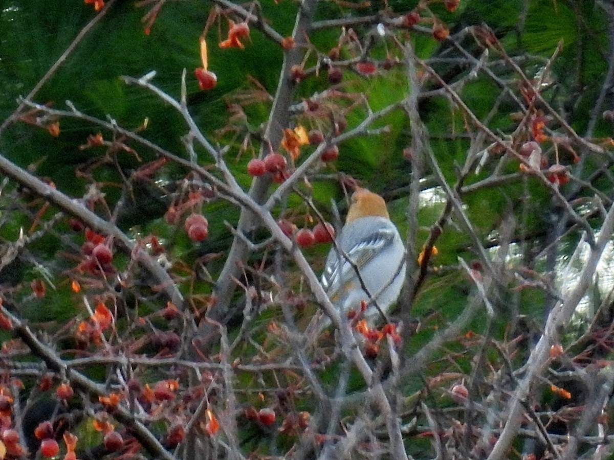 Смеречник тайговий - ML645531196