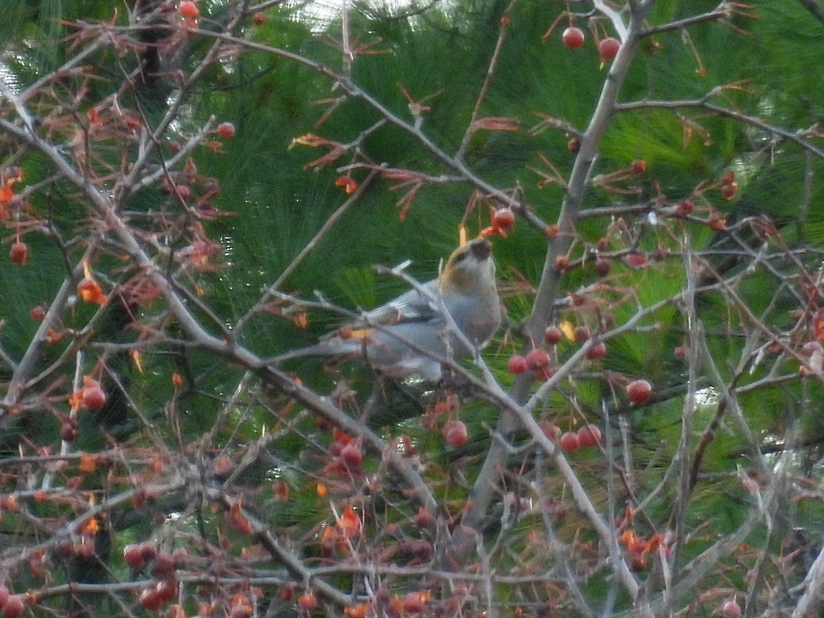 Смеречник тайговий - ML645531197