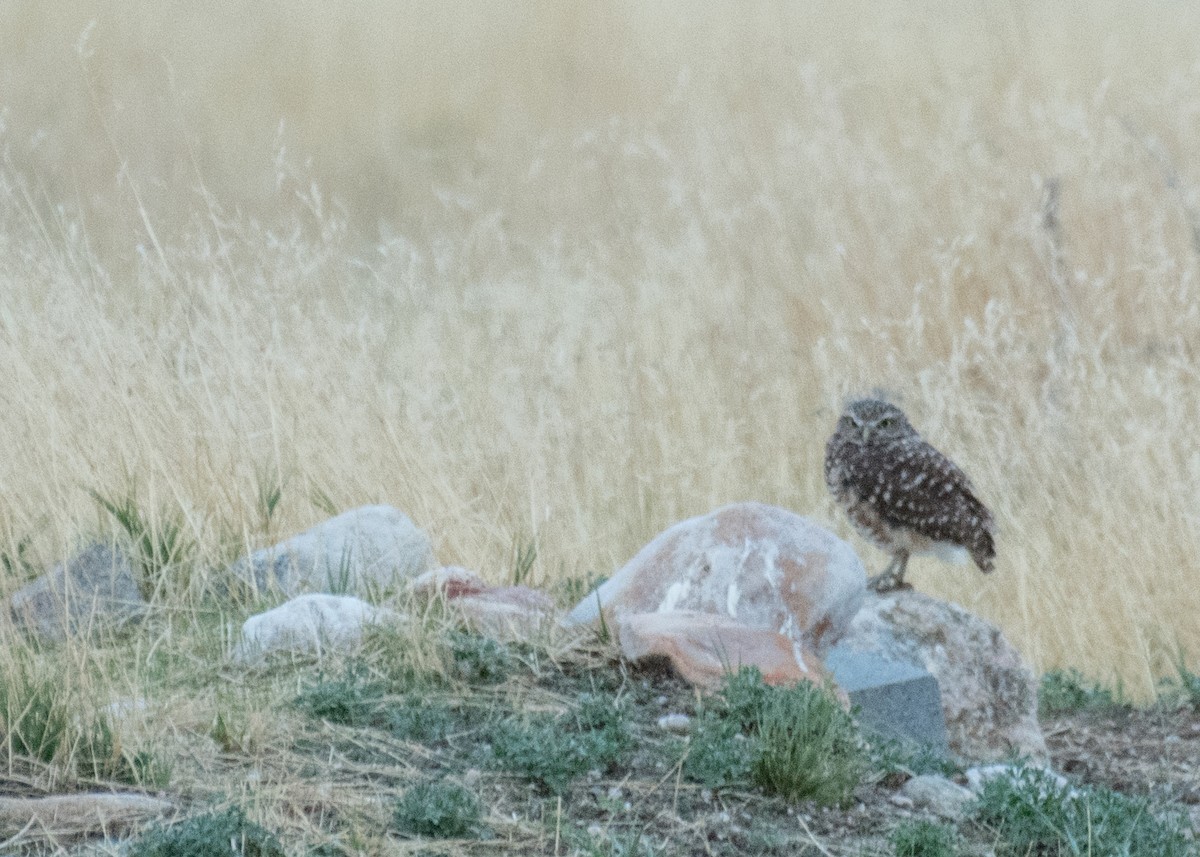 Burrowing Owl - ML645531199