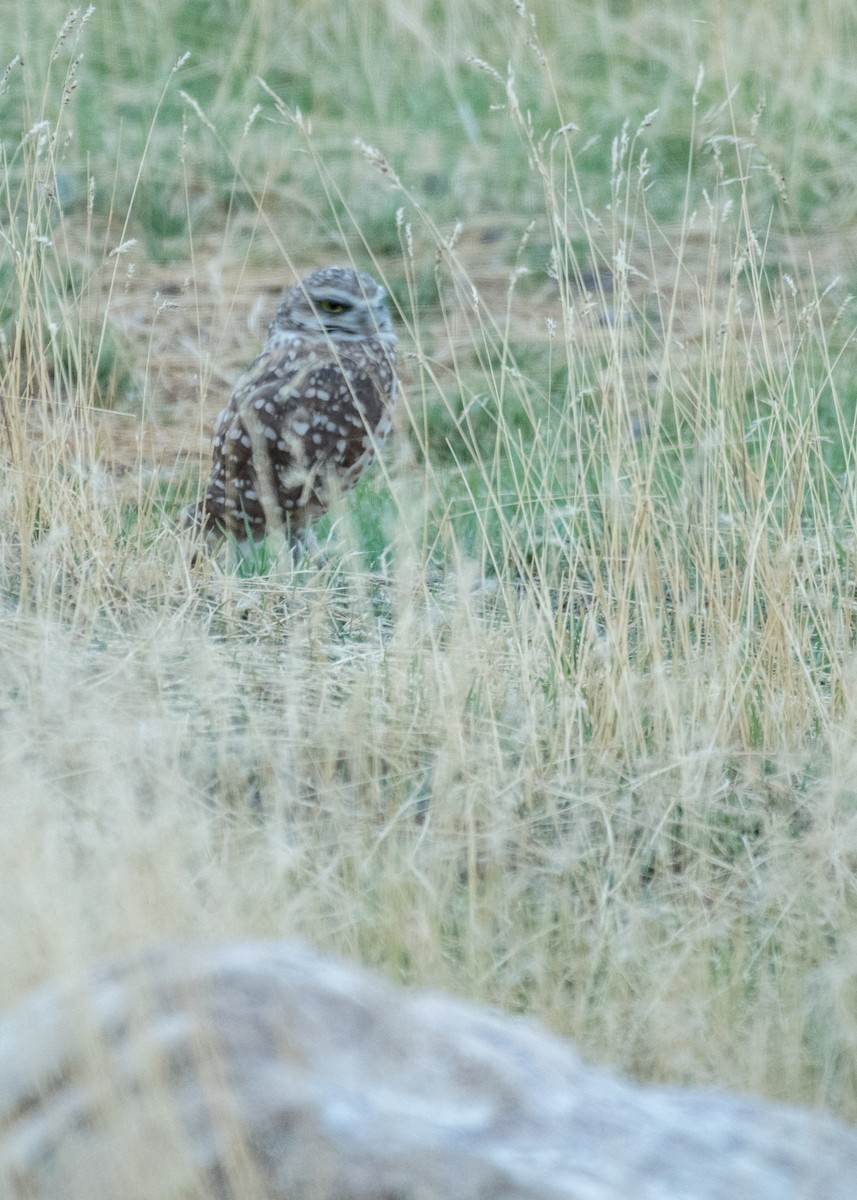Burrowing Owl - ML645531200