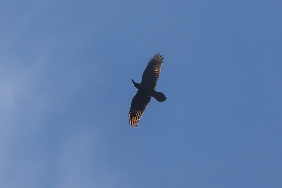 Common Raven - ML645531201