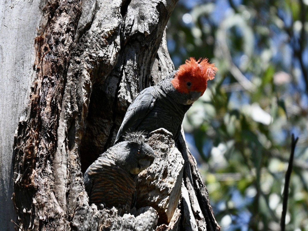 hjelmkakadu - ML645531204