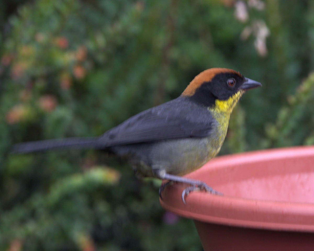 rustkronekjerrspurv - ML645531205