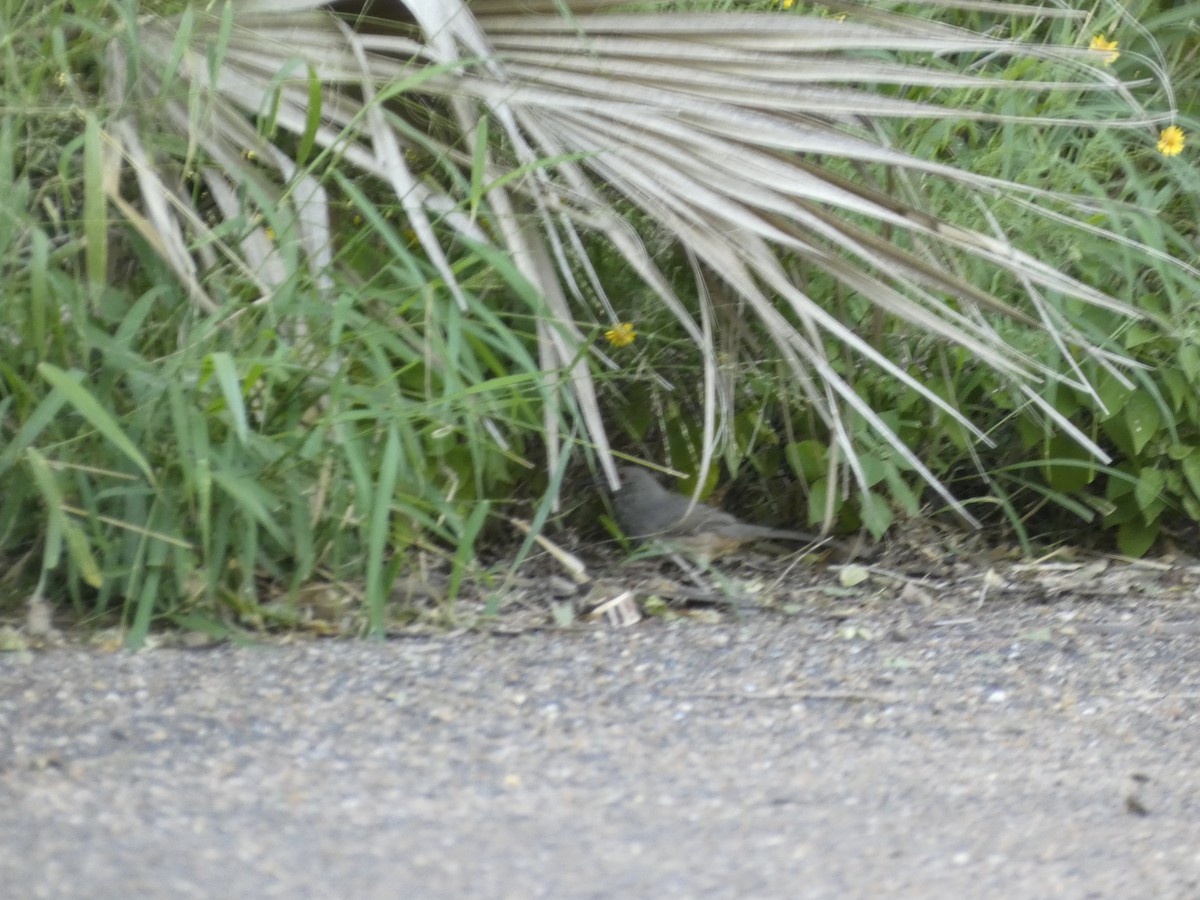 kaktusspottefugl - ML645531206