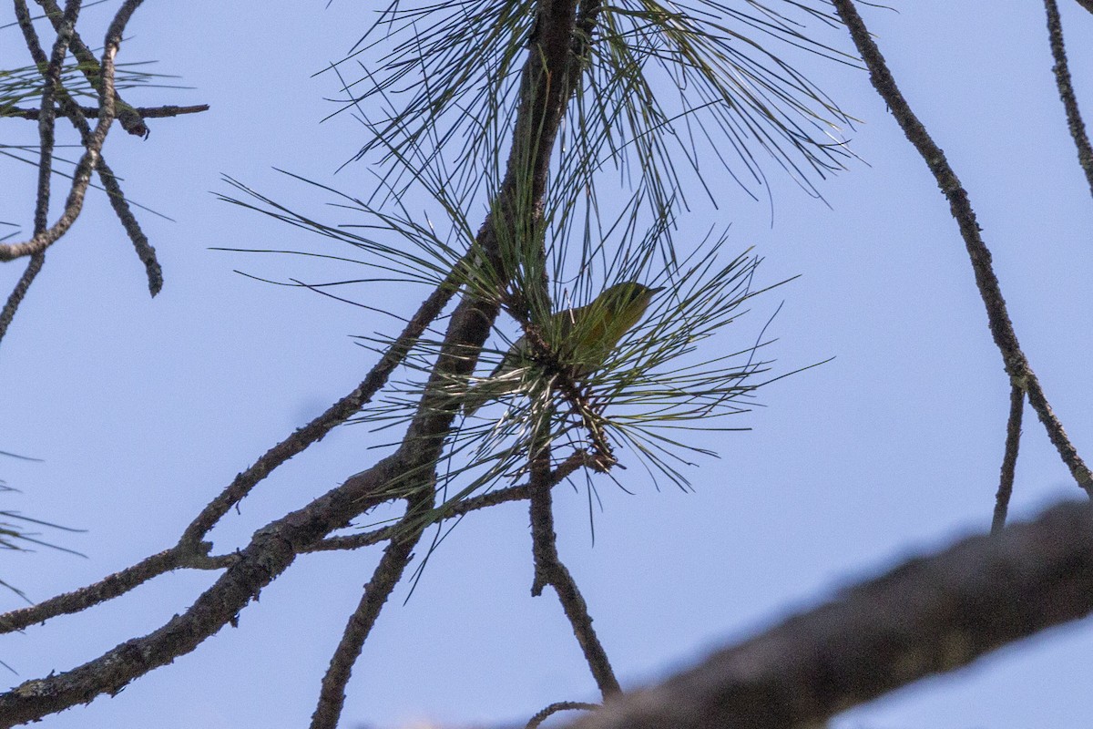 grønnparula - ML645531207