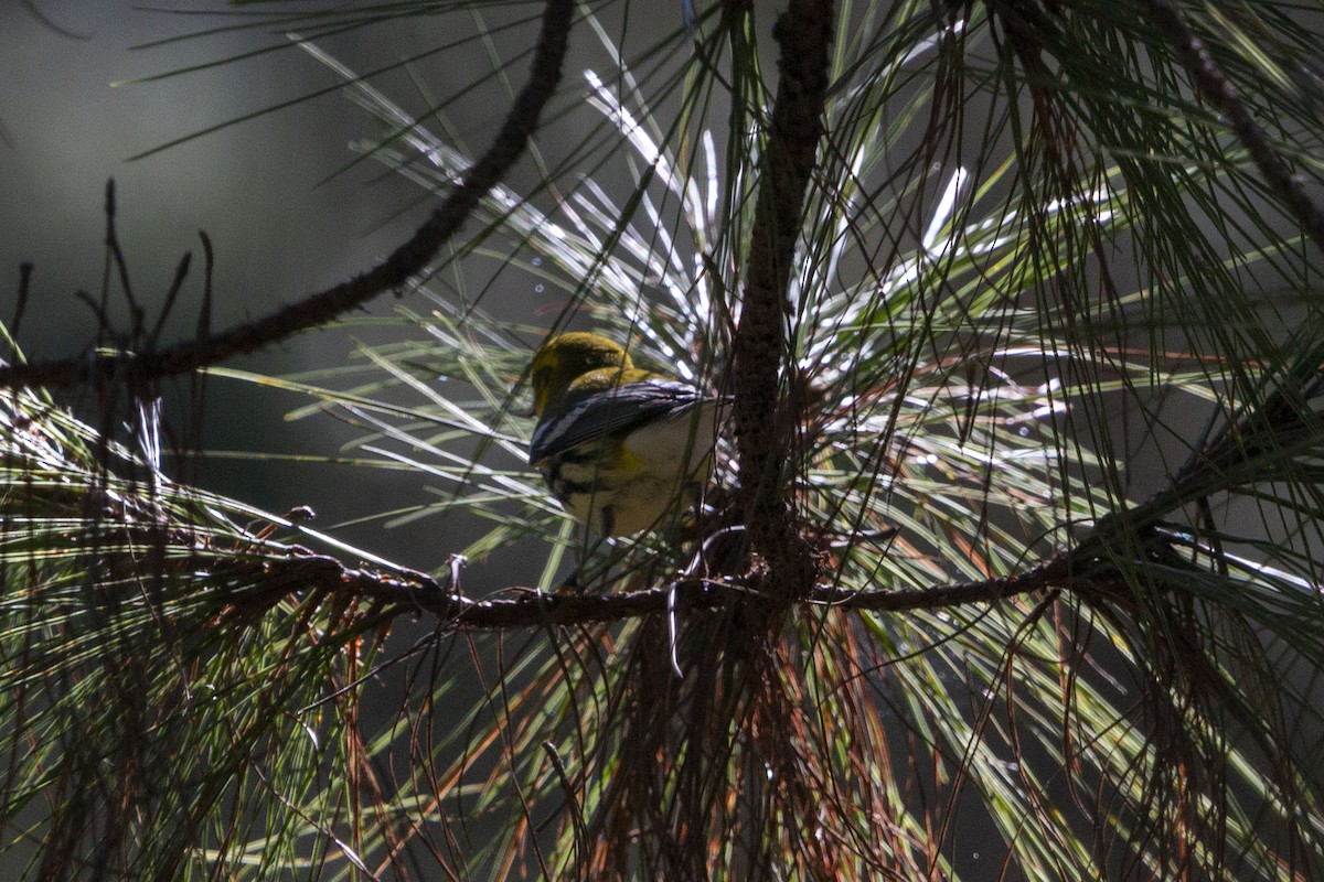 grønnparula - ML645531208