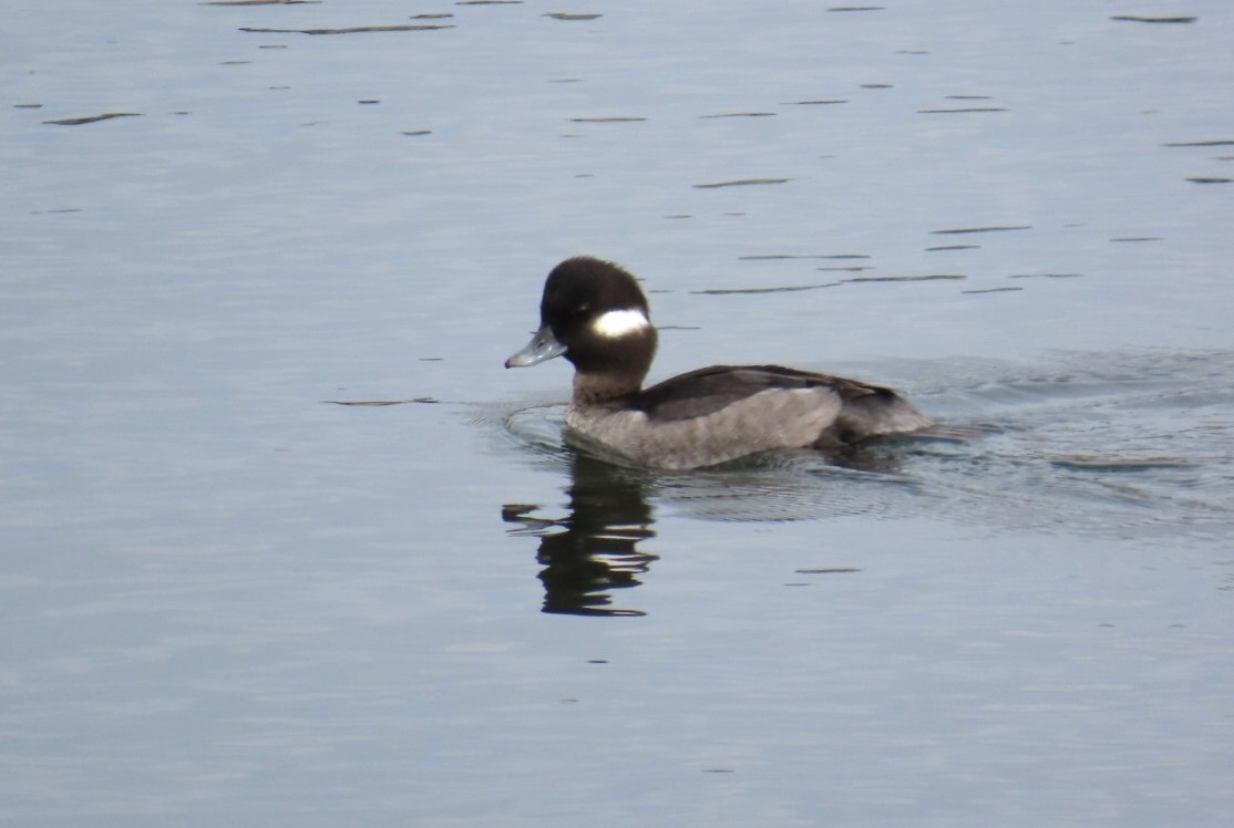 bøffeland - ML645531209