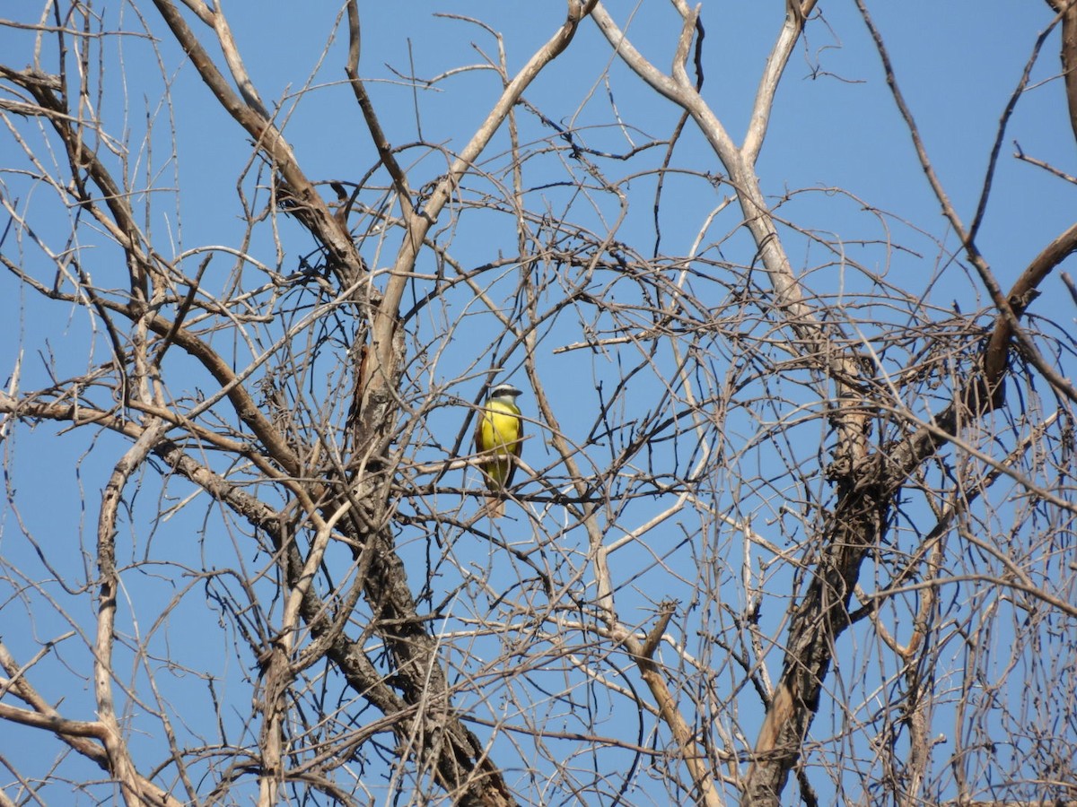 haciendatyrann - ML645531210