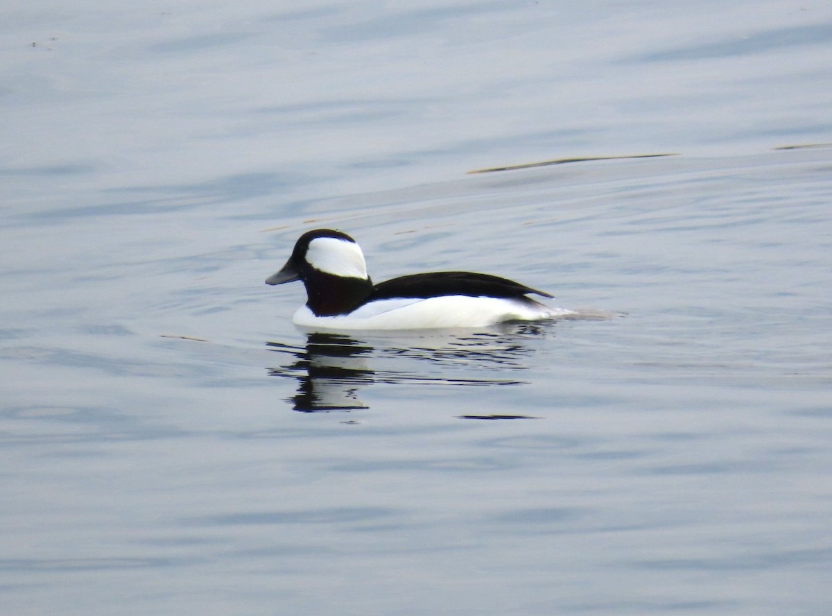 bøffeland - ML645531211