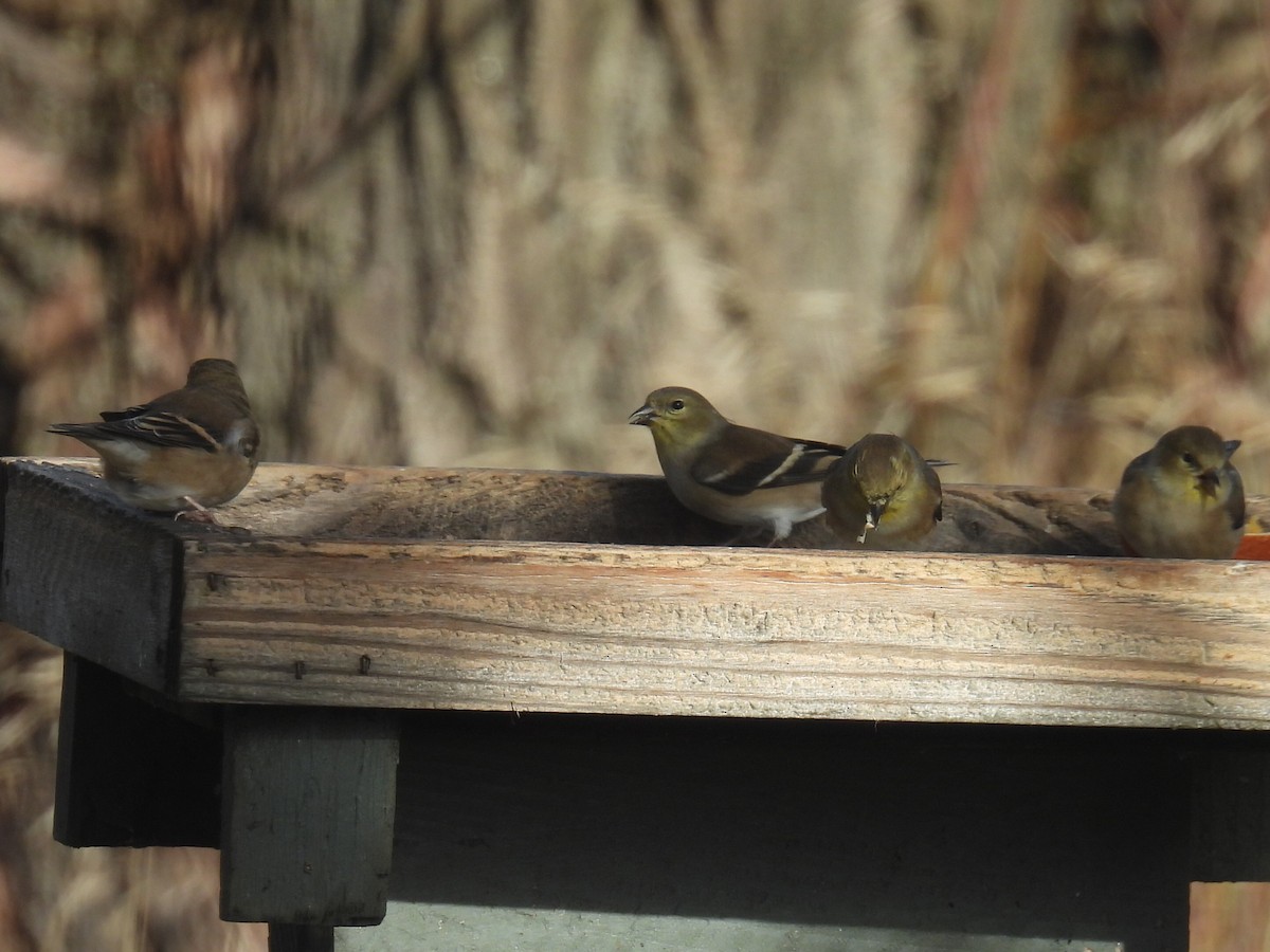 gulstillits - ML645531212